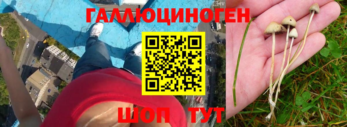 Каменка  Псилоцибиновые грибы прущие грибы  Вход с VPN  Галлюциногенные грибы Magic Shrooms 